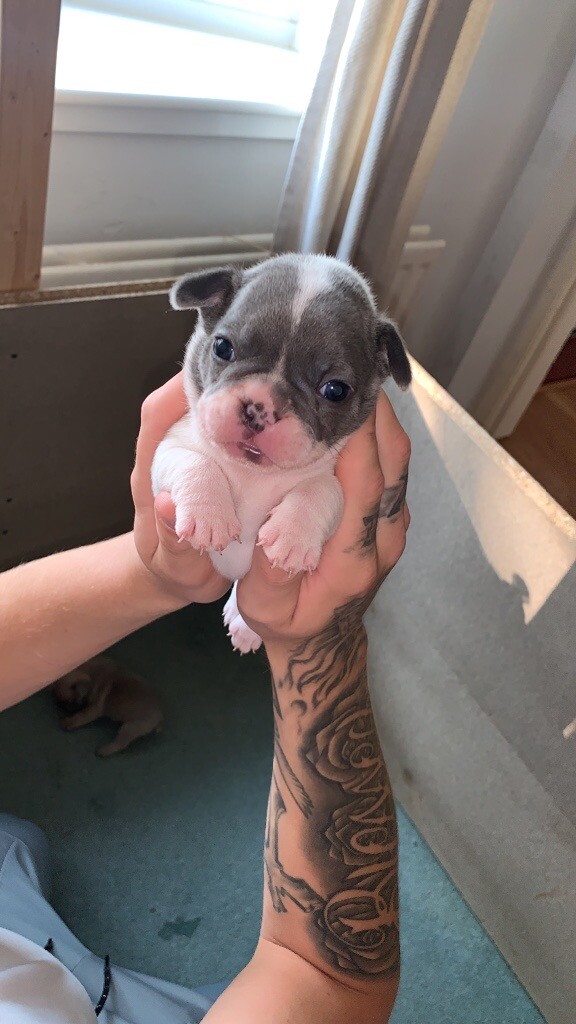 gumtree dogs north east